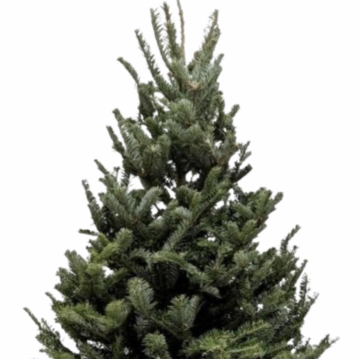 3'-4' Fraser Fir Christmas Tree with Stand