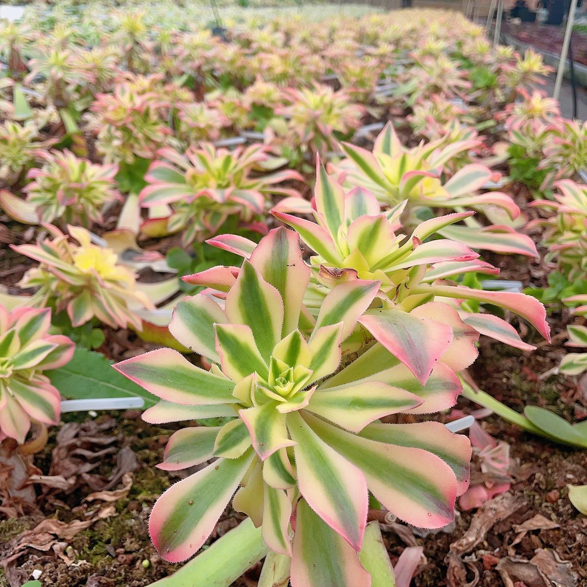 Aeonium Maple leave/Leucoblepharum Variegated.Cutting 8cm