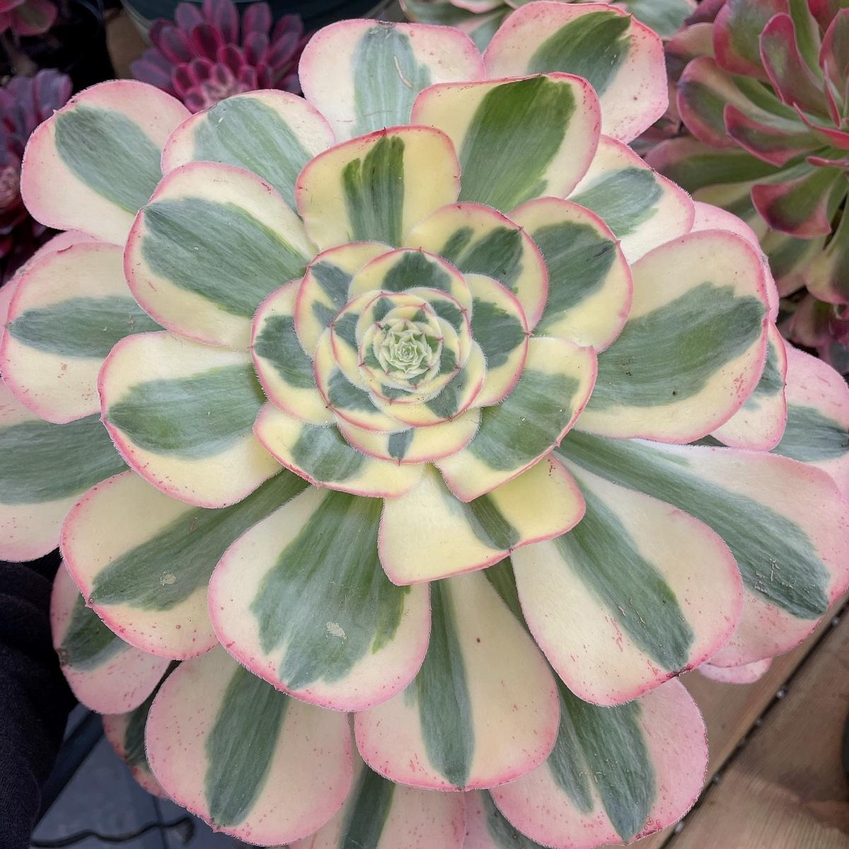 Aeonium PoseidonCutting  15cm