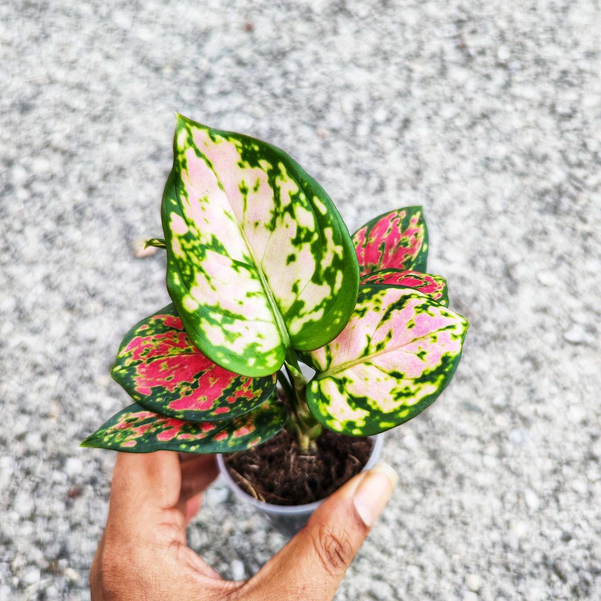 Aglaonema Pinky Promise  Plante d'intrieur colore