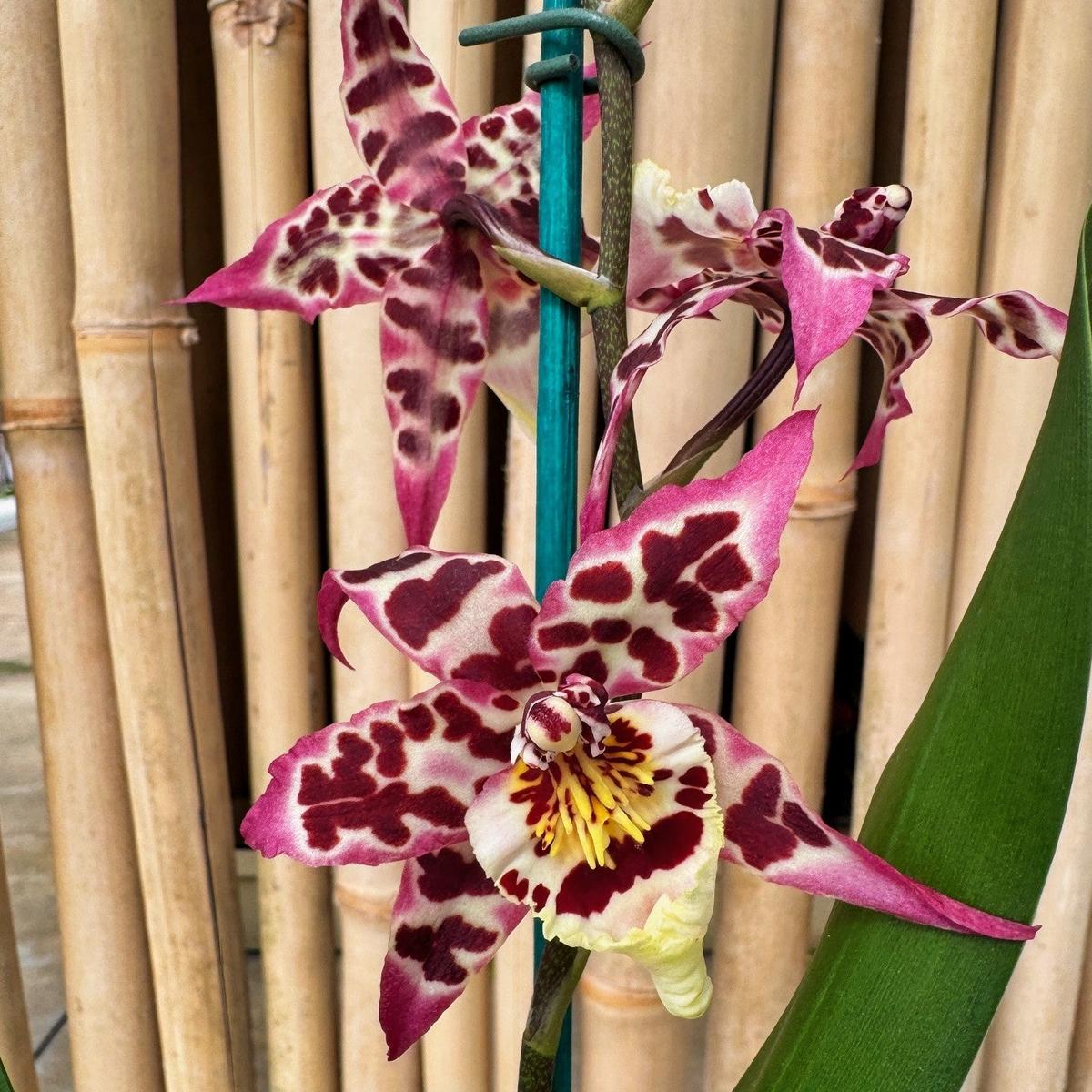 Aliceara Vivacious 'Partytime' (4" Pot) - Buds