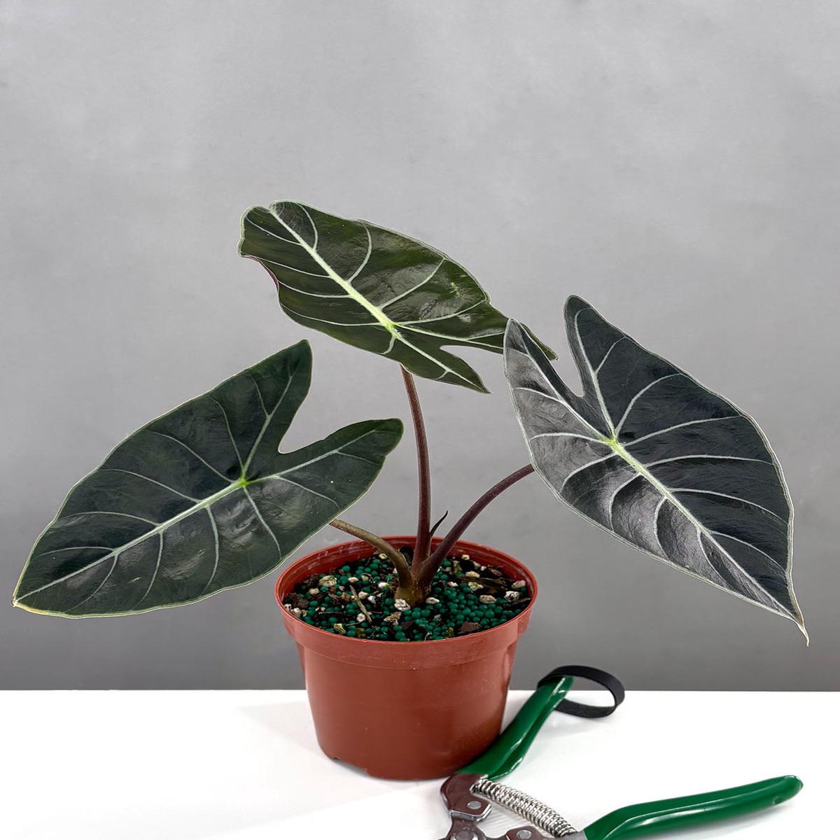 Alocasia Longiloba Dragon's Tooth