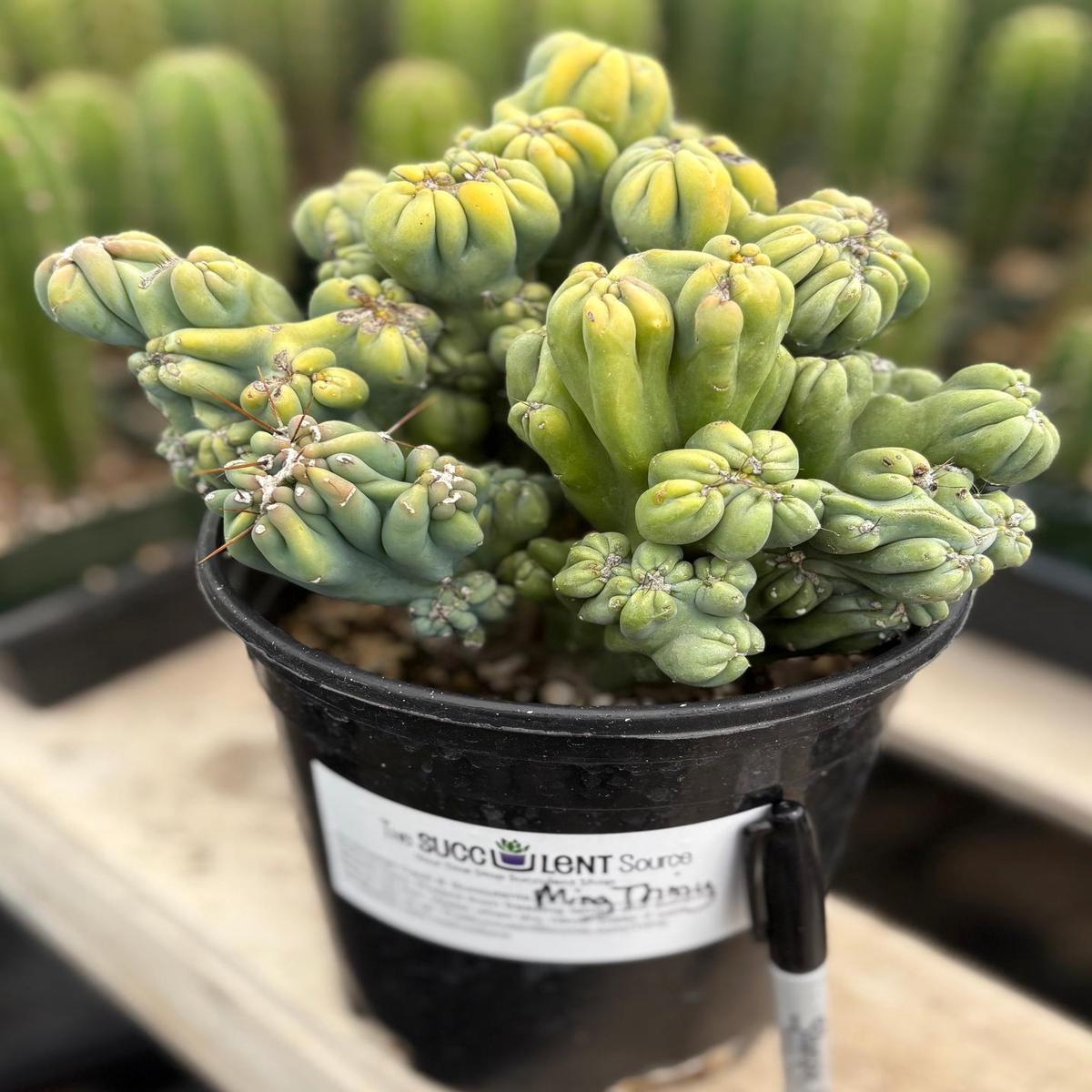 #EC398 EXACT Cereus Forbesii Monstrose Ming Thing Cactus potted in 1 gallon