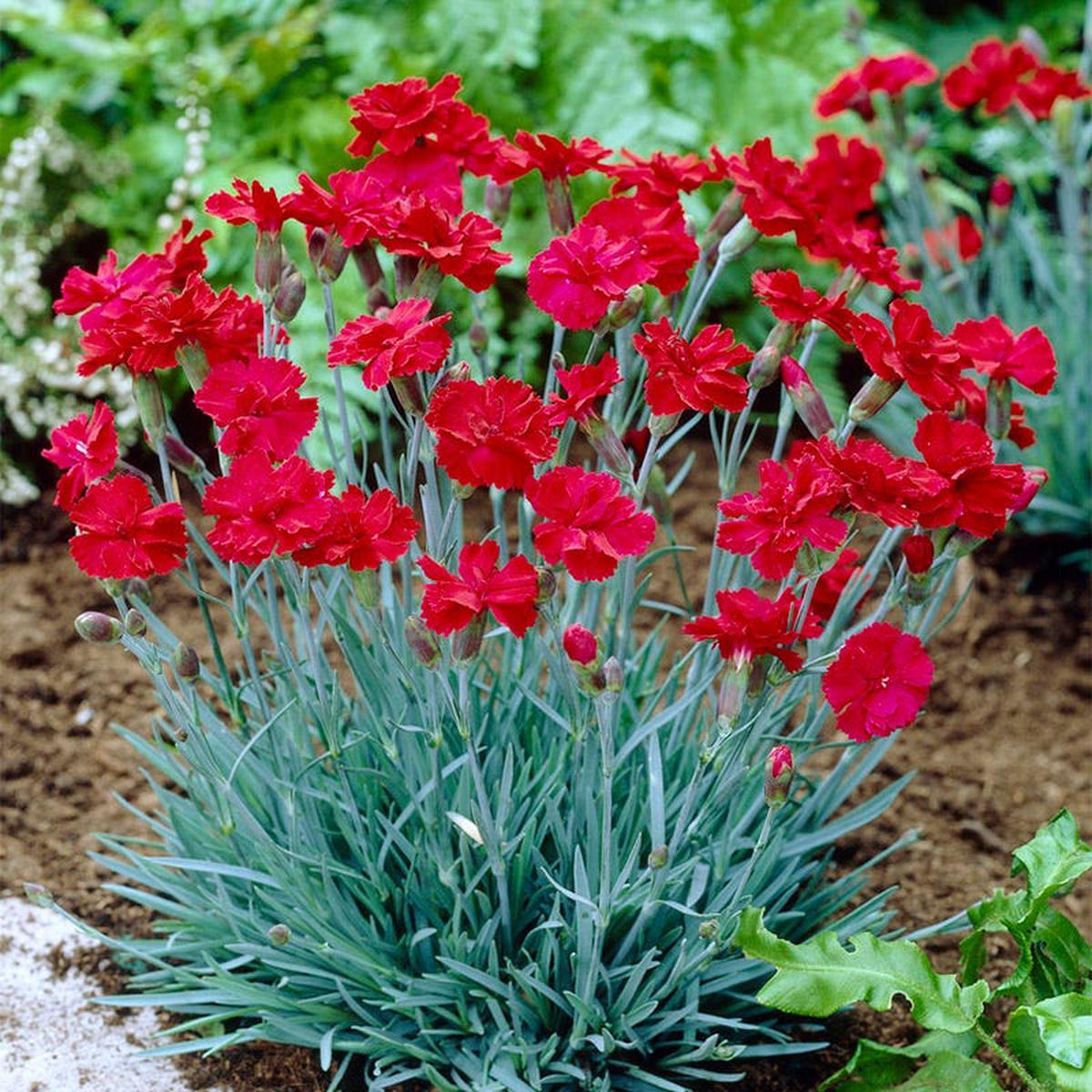 Fire Star Dianthus