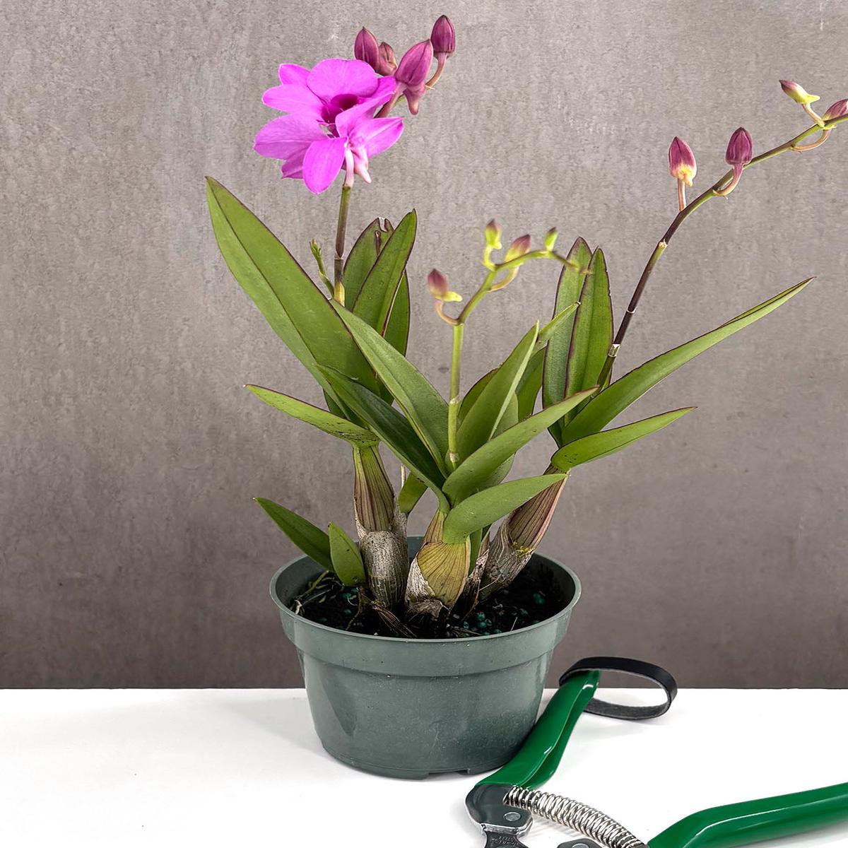 Orchid Dendrobium