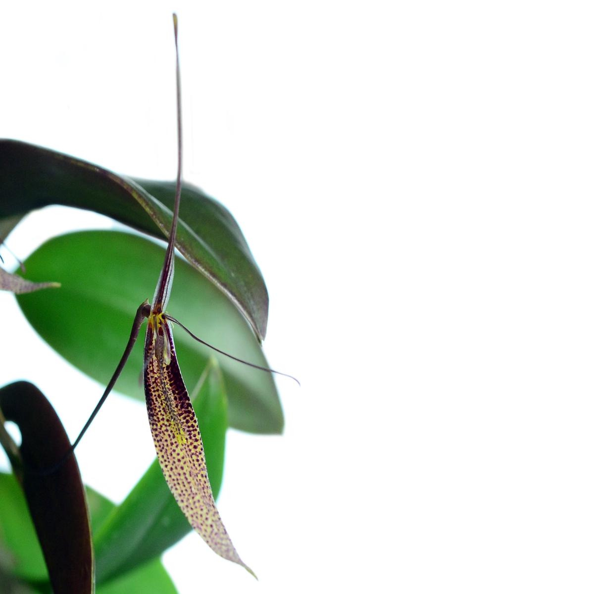 Restrepia dodsonii (Big)