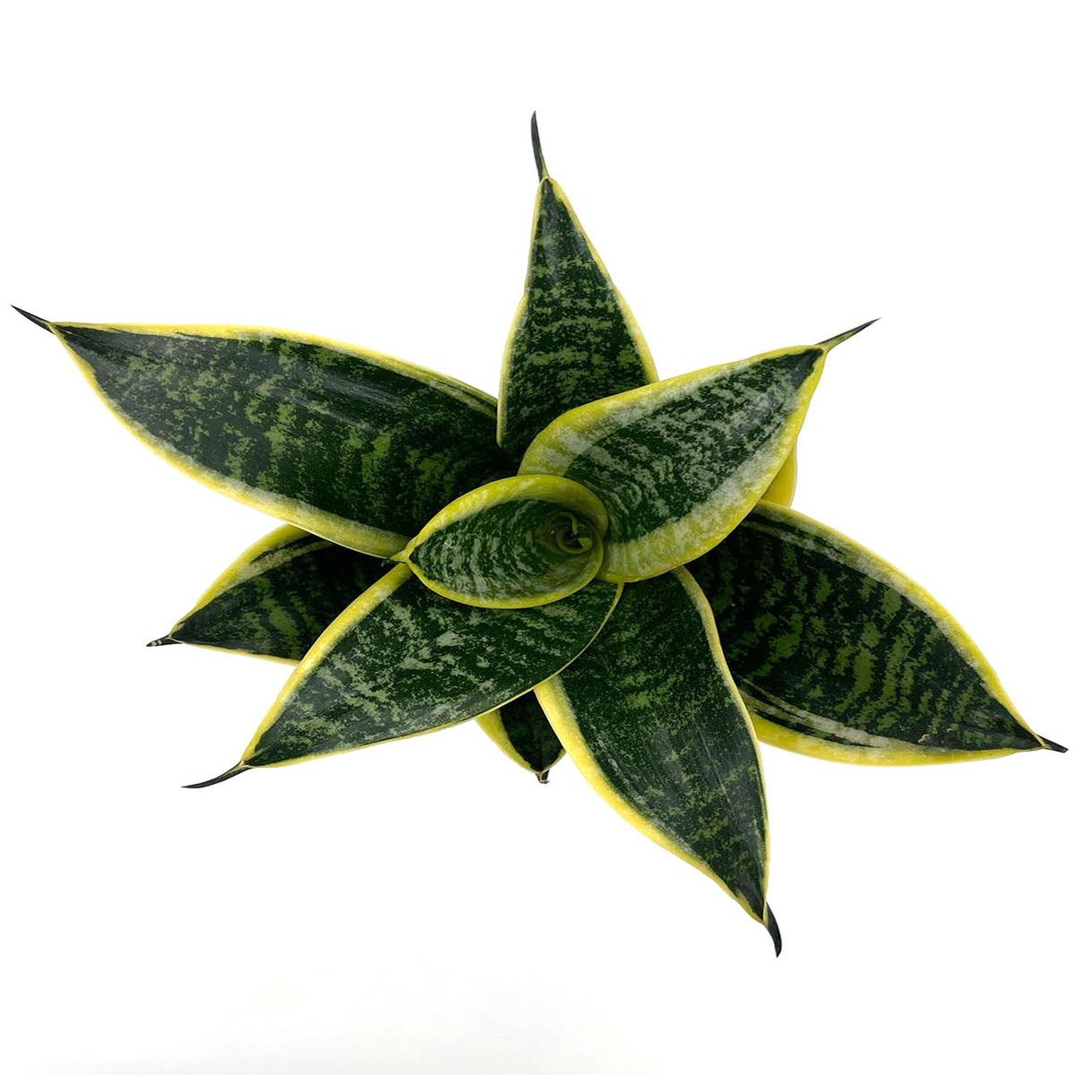Sansevieria Hahnii Dwarf Laurentii