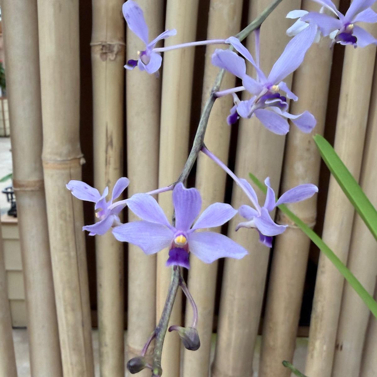 Vanda coerulescens (4" Pot ) - Spiking