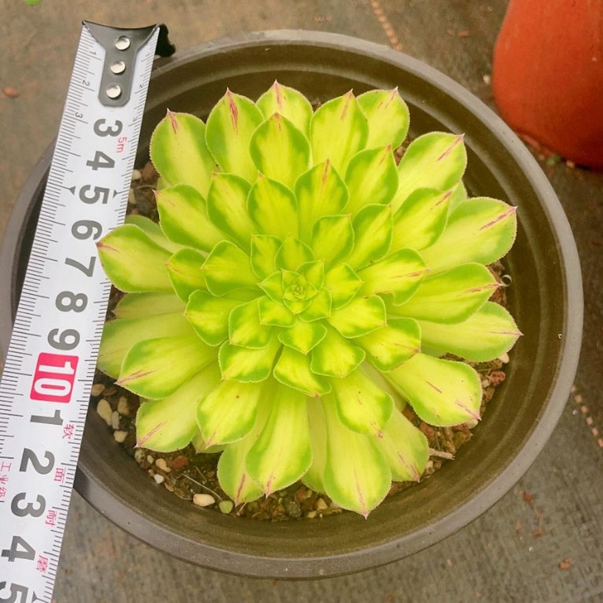 Aeonium Beauty JadeCutting 10cm