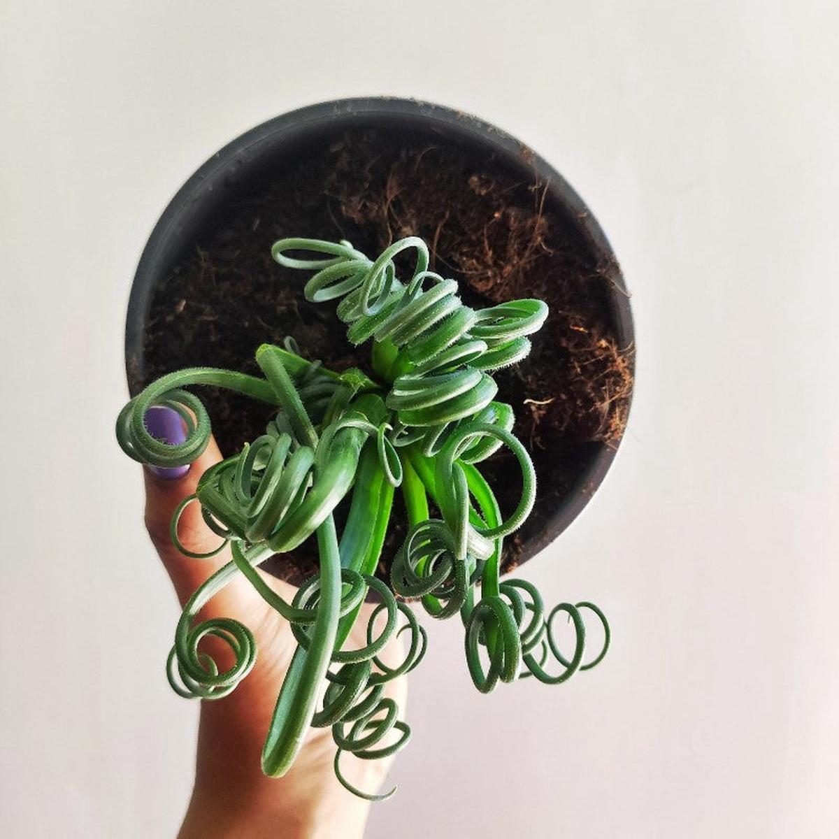 Albuca spiralis Frizzle Sizzle  Plante succulente spirale originale