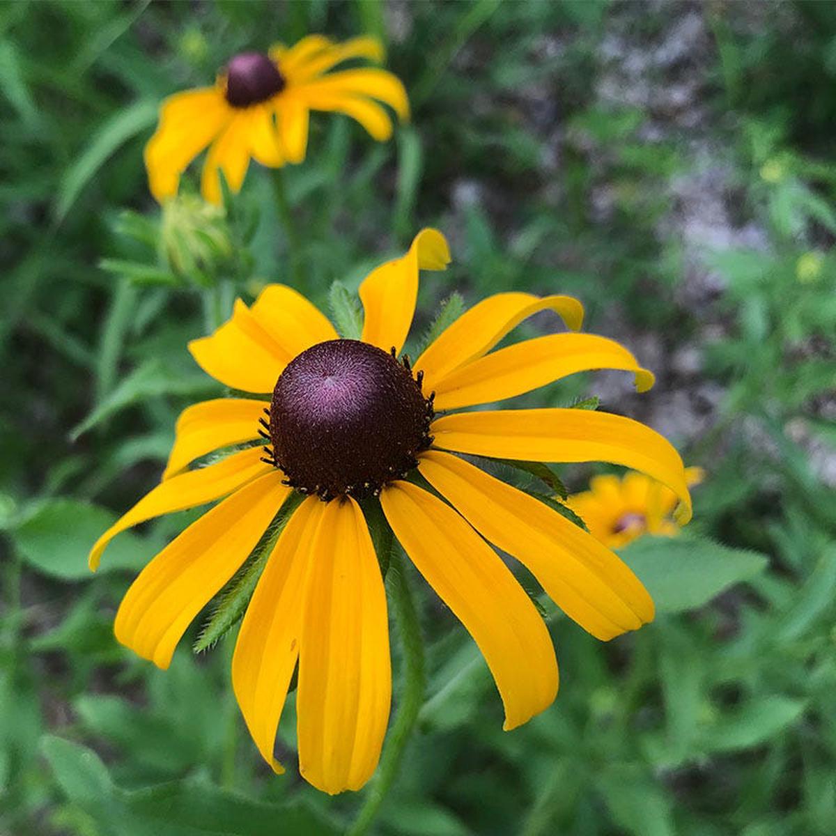 American Gold Rush Black Eyed Susan