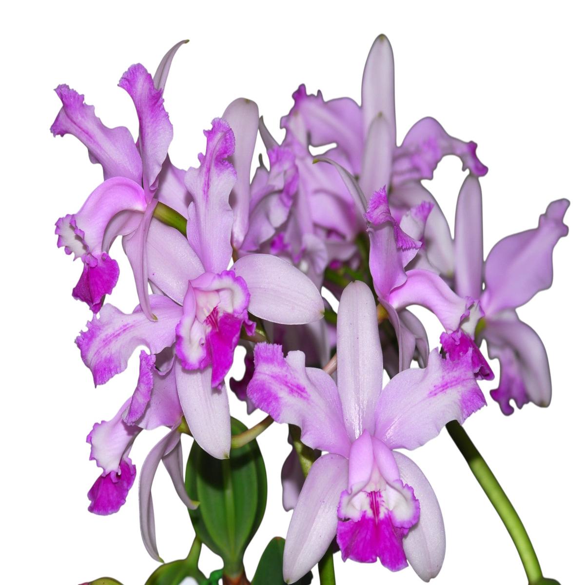 Cattleya intermedia (f. alba x 'Aquimii') 'Sol Radiante'