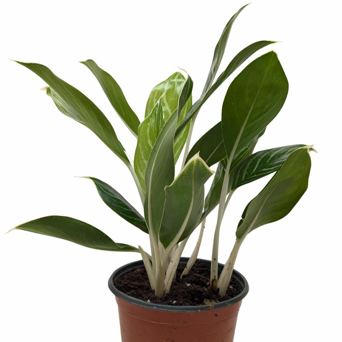 Chinese Evergreen 'Snow Cap'