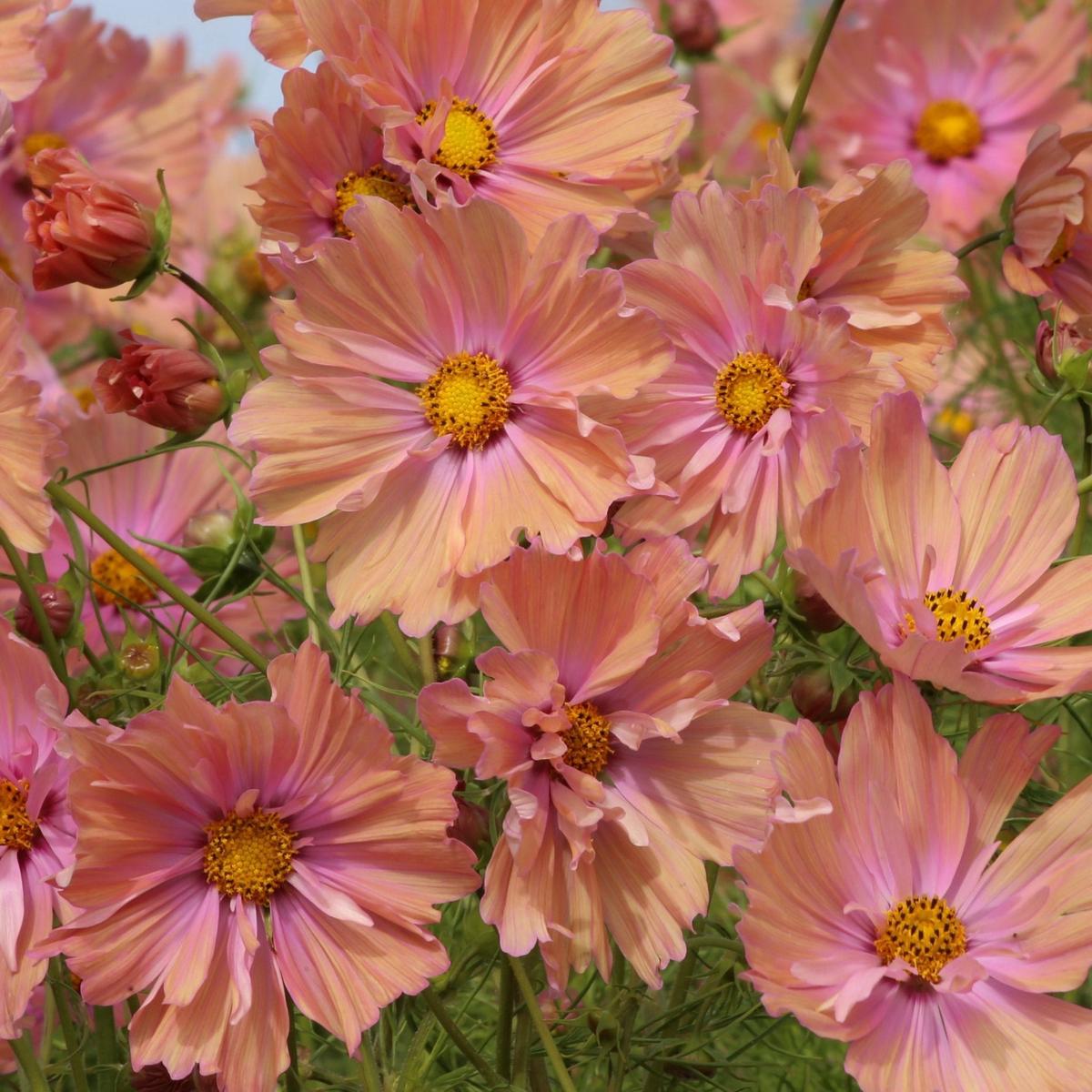 Cosmos Apricotta - 3292