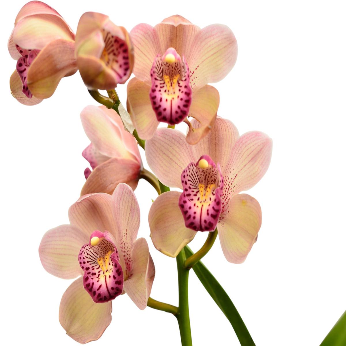 Cymbidium Leopard-Lady Mary Smith # 1 h00026 (medium)