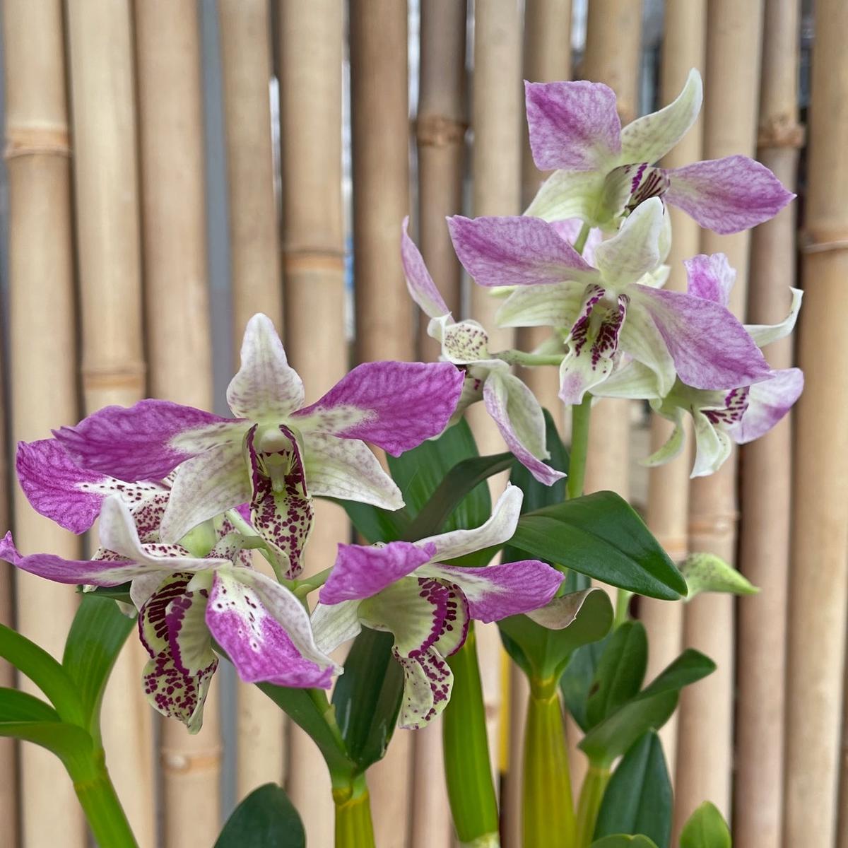 Den. Roy Tokunaga ('HR Pink' x 'Best Pink') - Buds