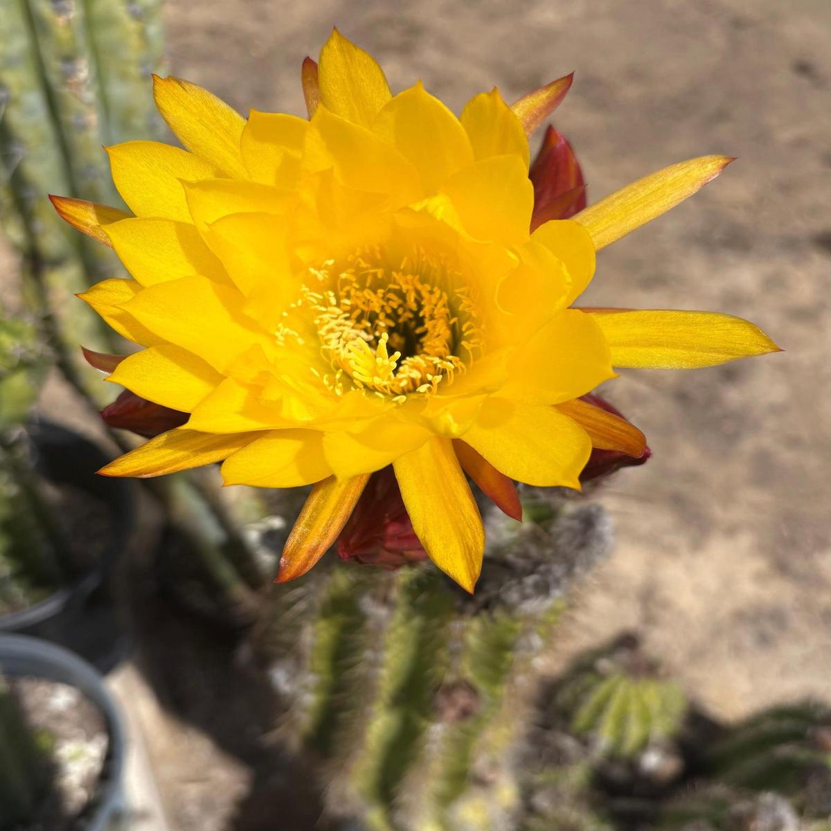 #EC08 EXACT Trichocereus Grandiflorus hybrid SunFlower Cactus Cutting 5-6
