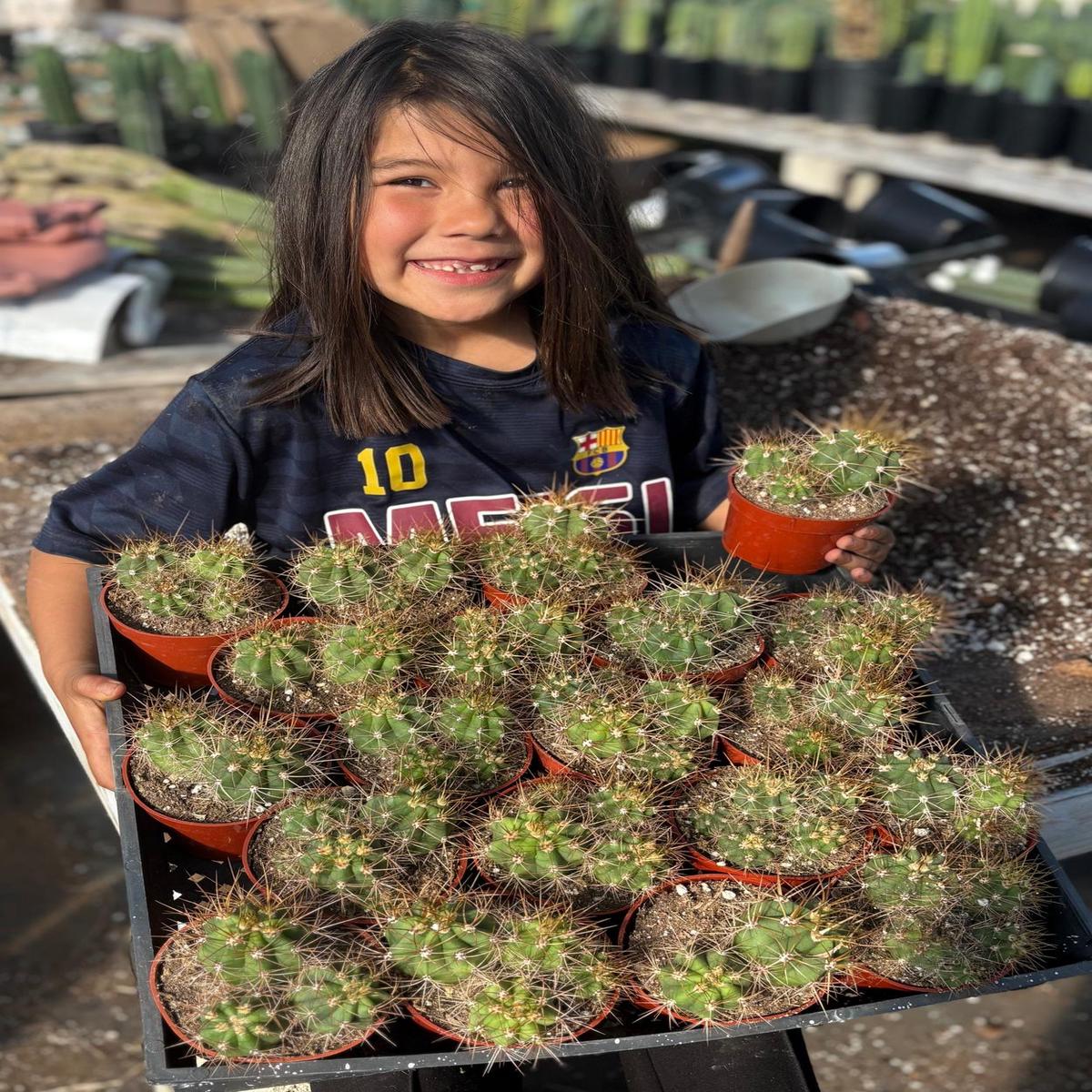 #EC222 EXACT Trichocereus Terschekii Cactus Cluster in 4 container