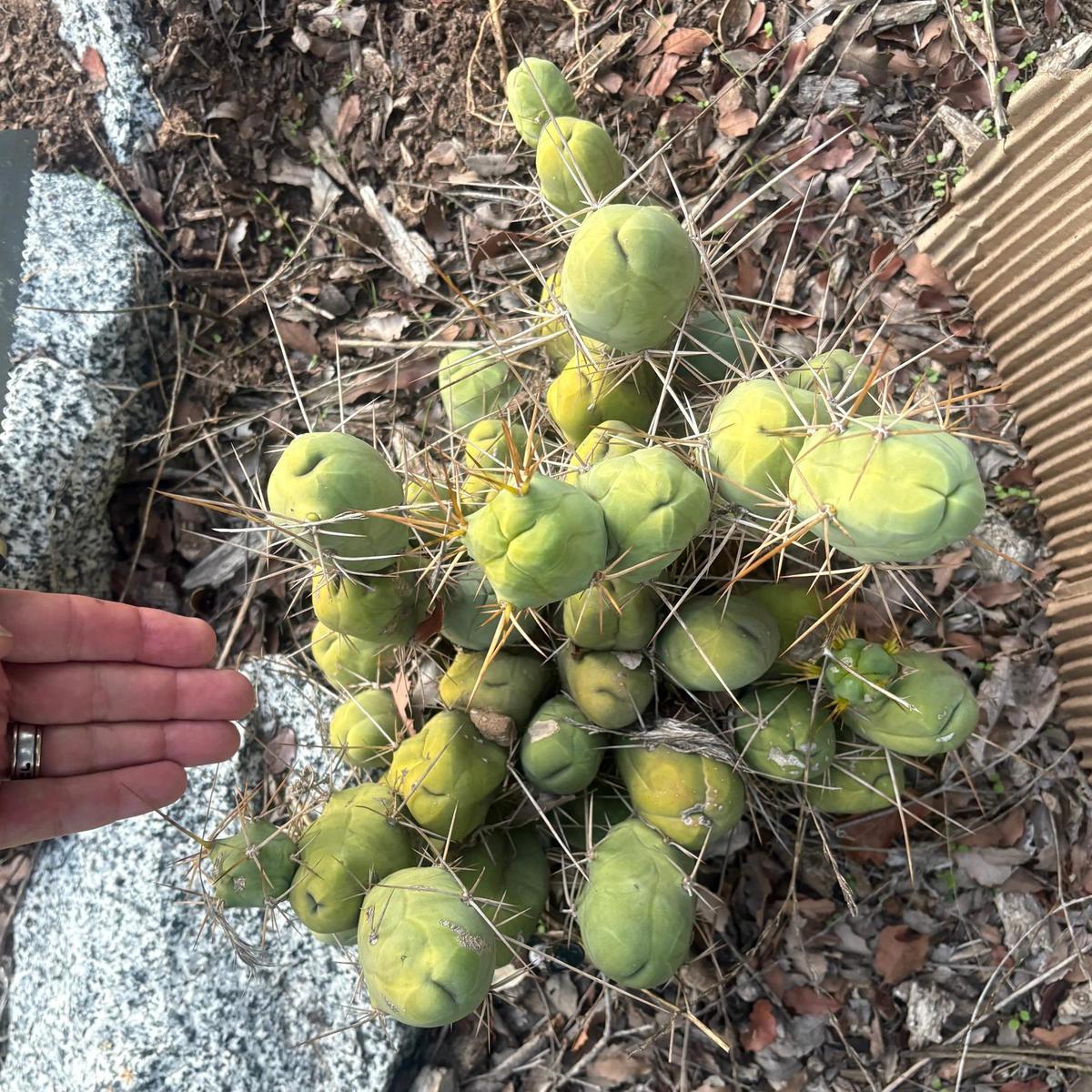 #EC394 EXACT Trichocereus Bridgesii Monstrose TBM BIG Penis Cactus Clump 40 segments+