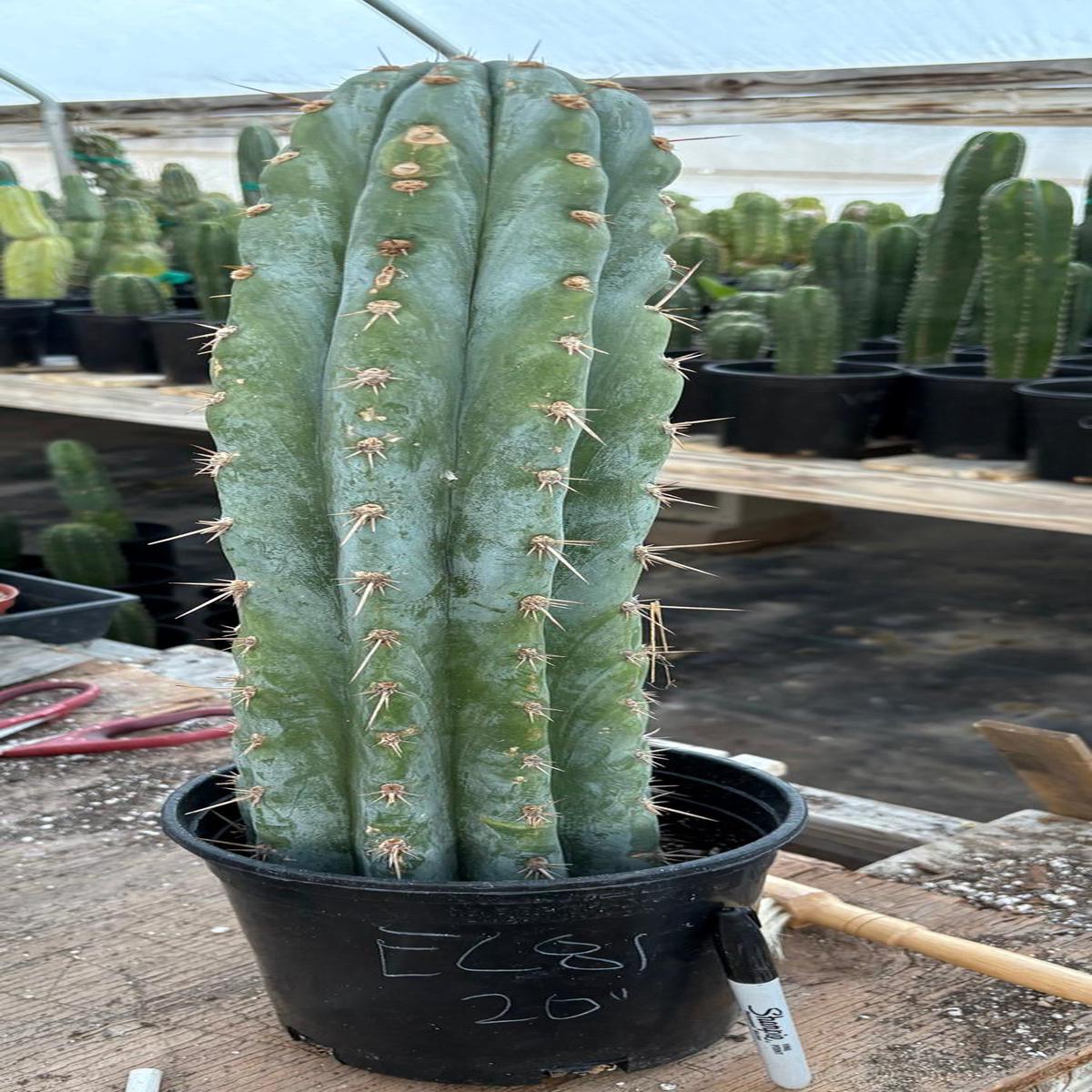 #EC81 EXACT Trichocereus Peruvianus TSSBP Cactus 20