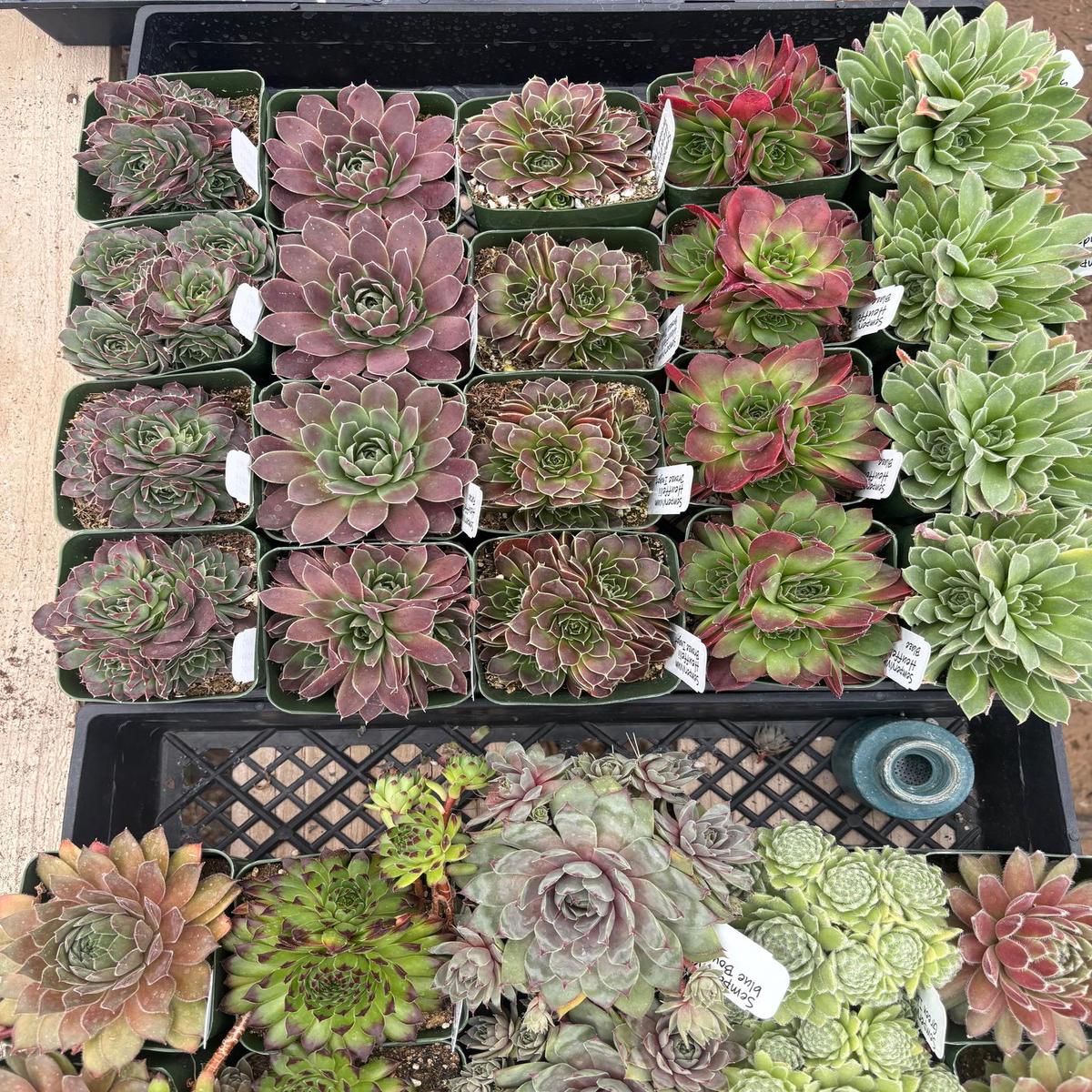 #ES60- Sempervivum Five Pack (we choose) in  potted 3 Containers