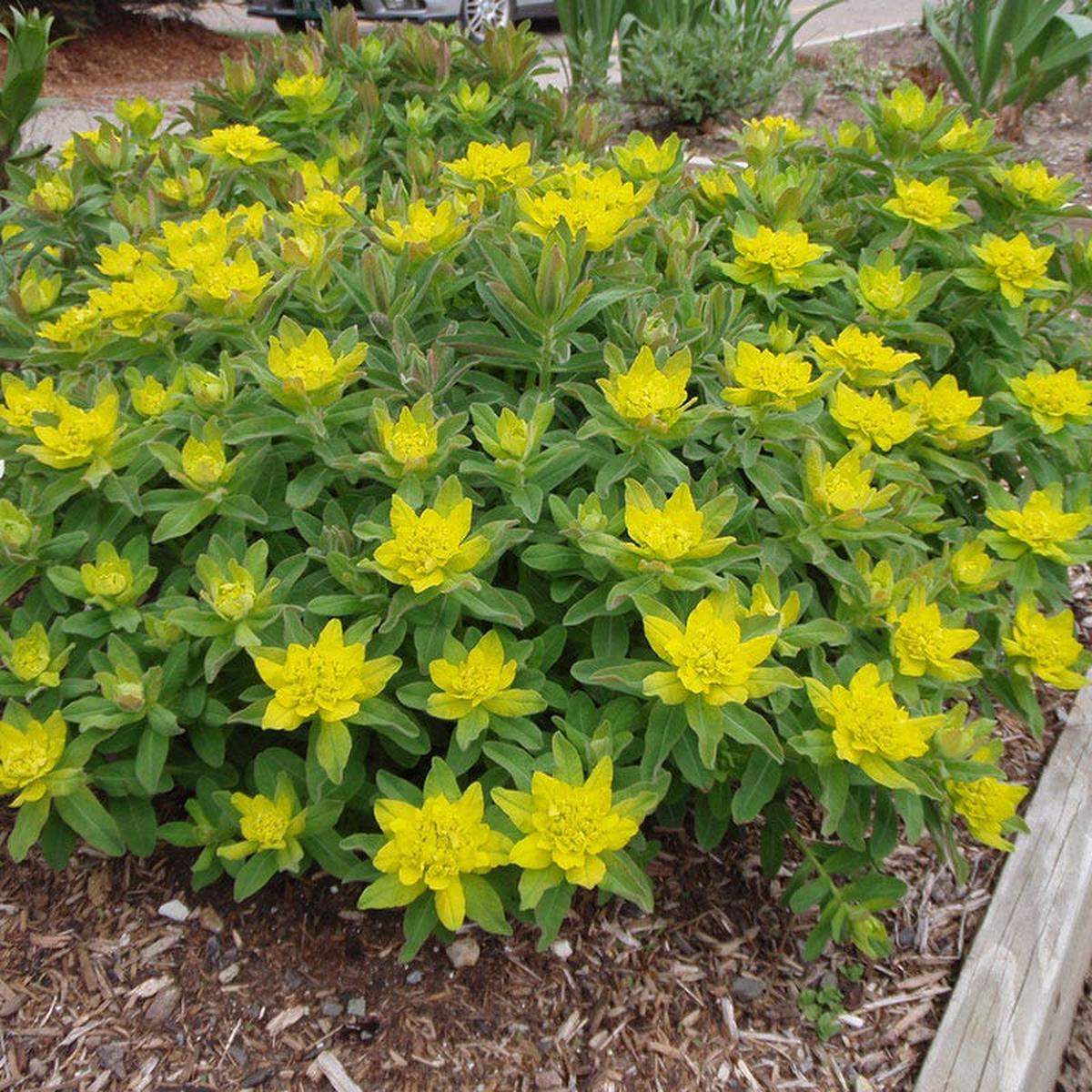 Euphorbia