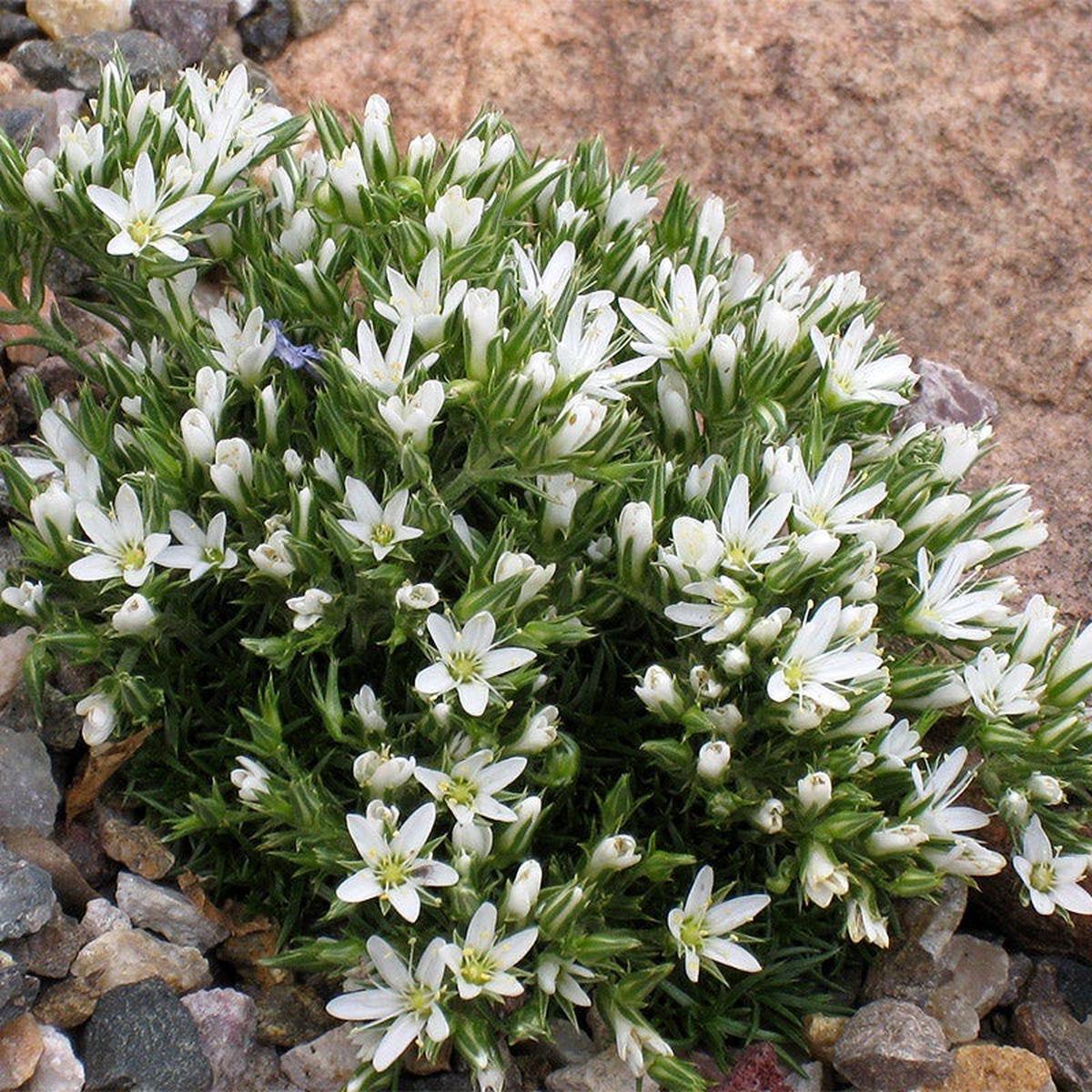 Hooker's Sandwort (Arenaria)