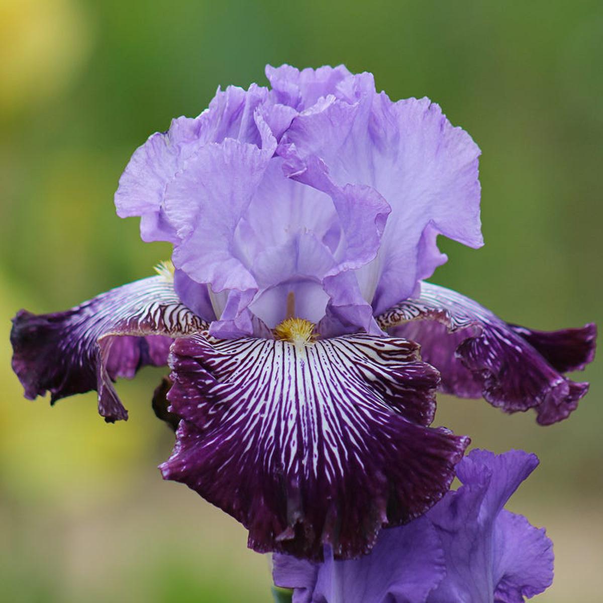 Jawbone Flats Bearded Iris