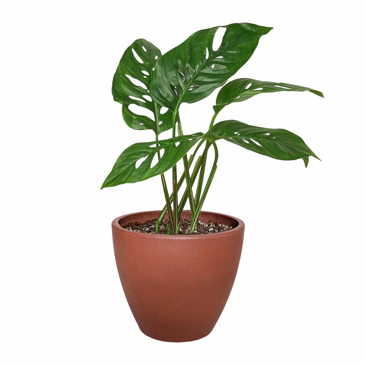 Monstera Adansonii 'Swiss Cheese'