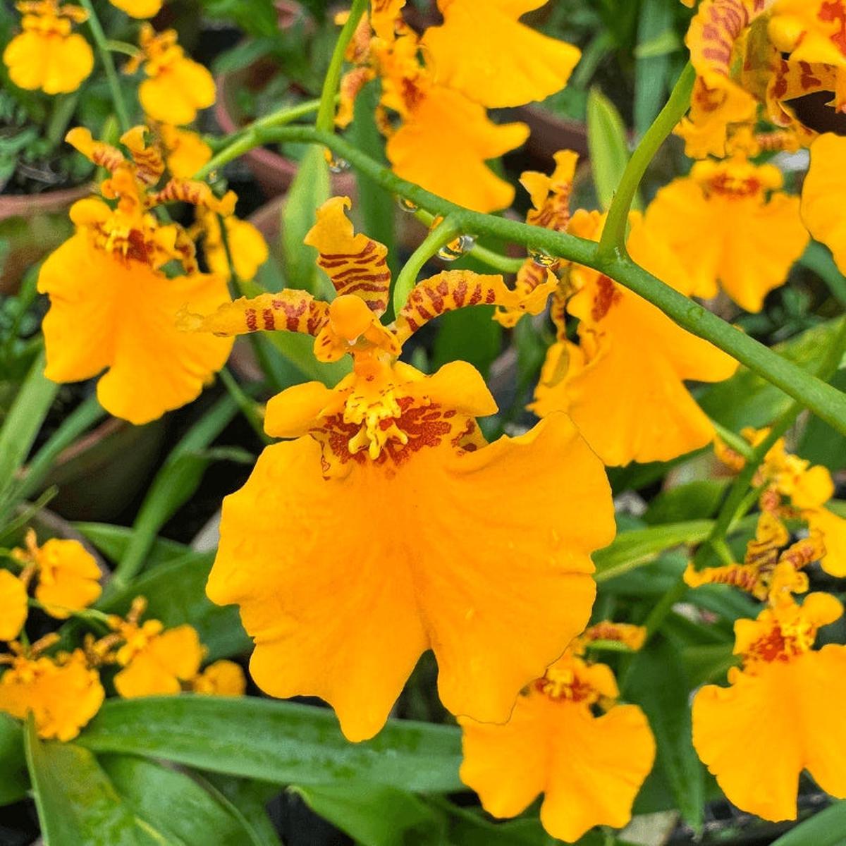 Oncidesa Gower Ramsey 'Orange Delight' (4" Pot) - Spiking