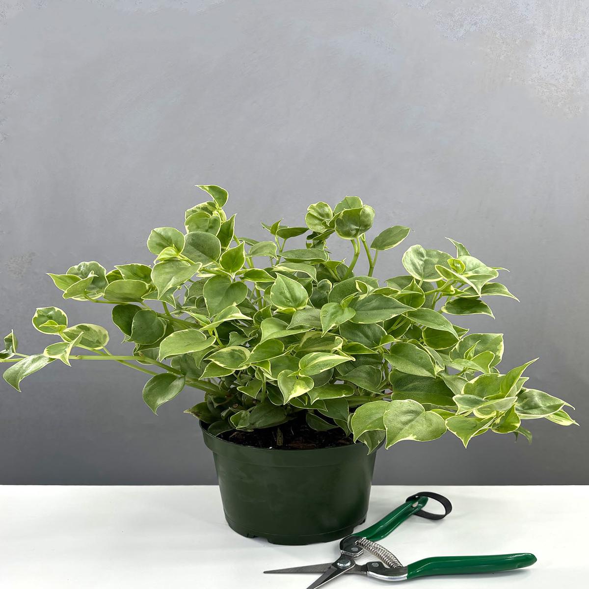 Peperomia Scandens Variegata Cupid