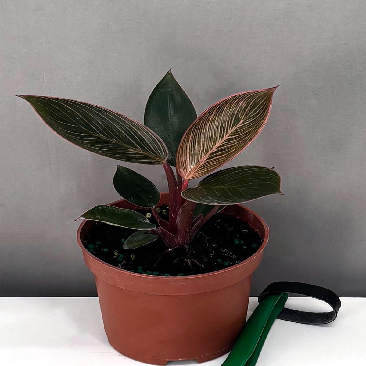 Philodendron Birkin Pink