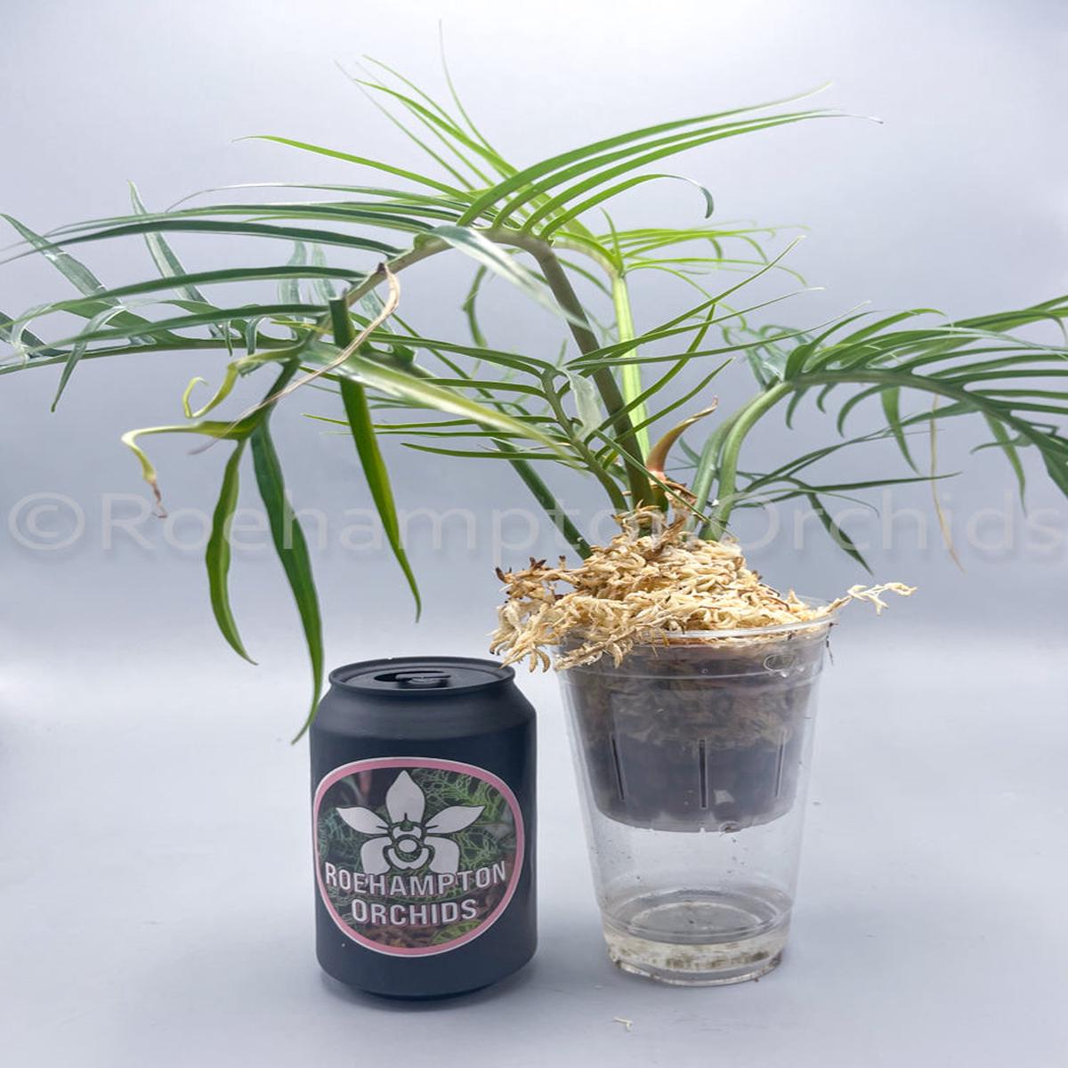 Philodendron Tortum