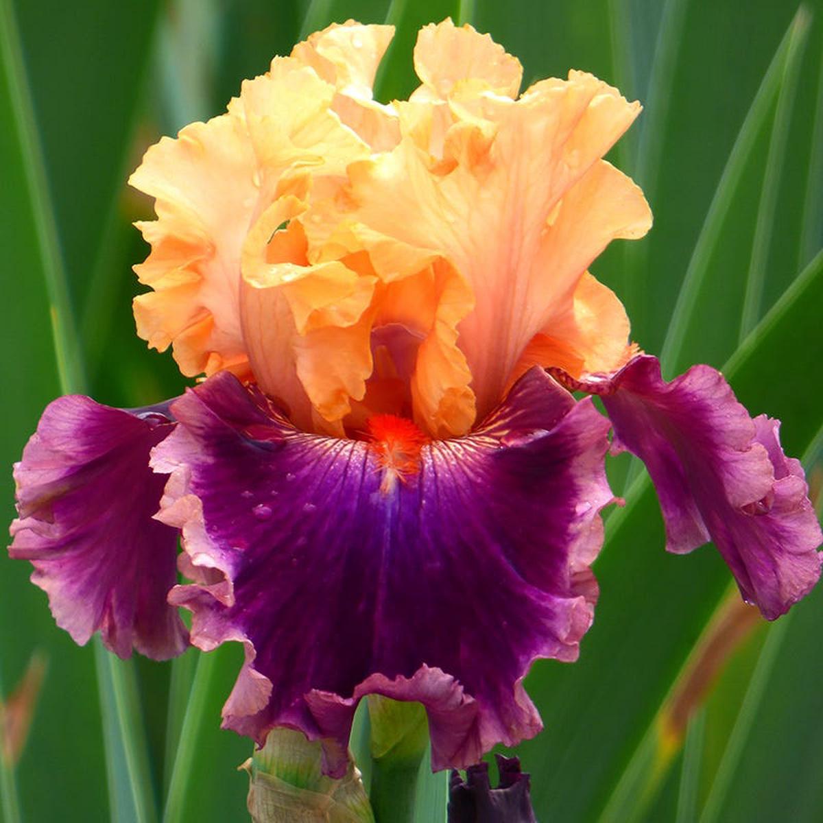 Rasputin Bearded Iris