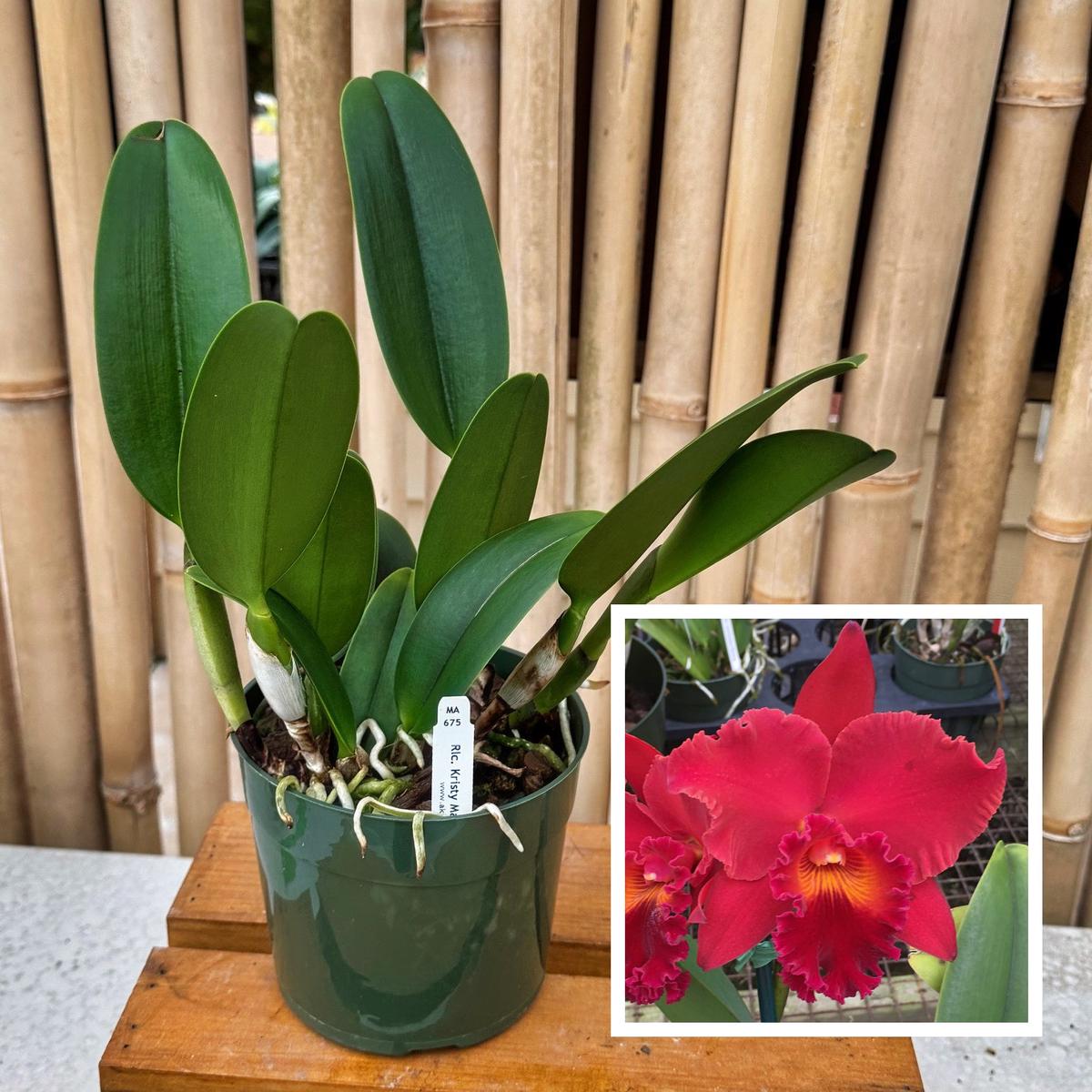 Rlc. Kristy Manmoto 'Volcano Red' (5.5" Pot) - Not Blooming