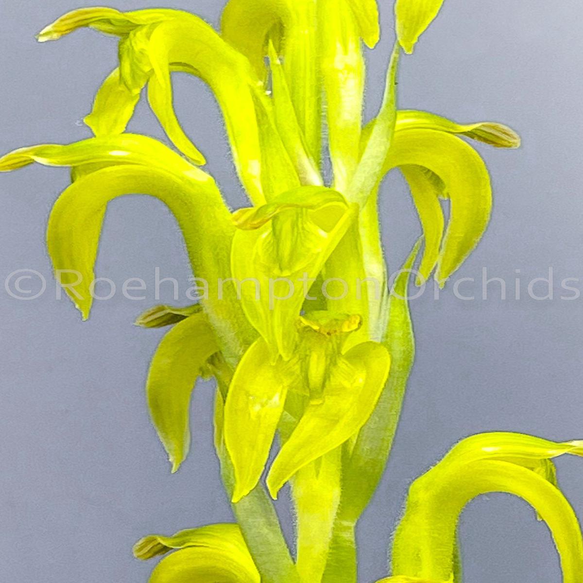 Sarcoglottis sceptrodes