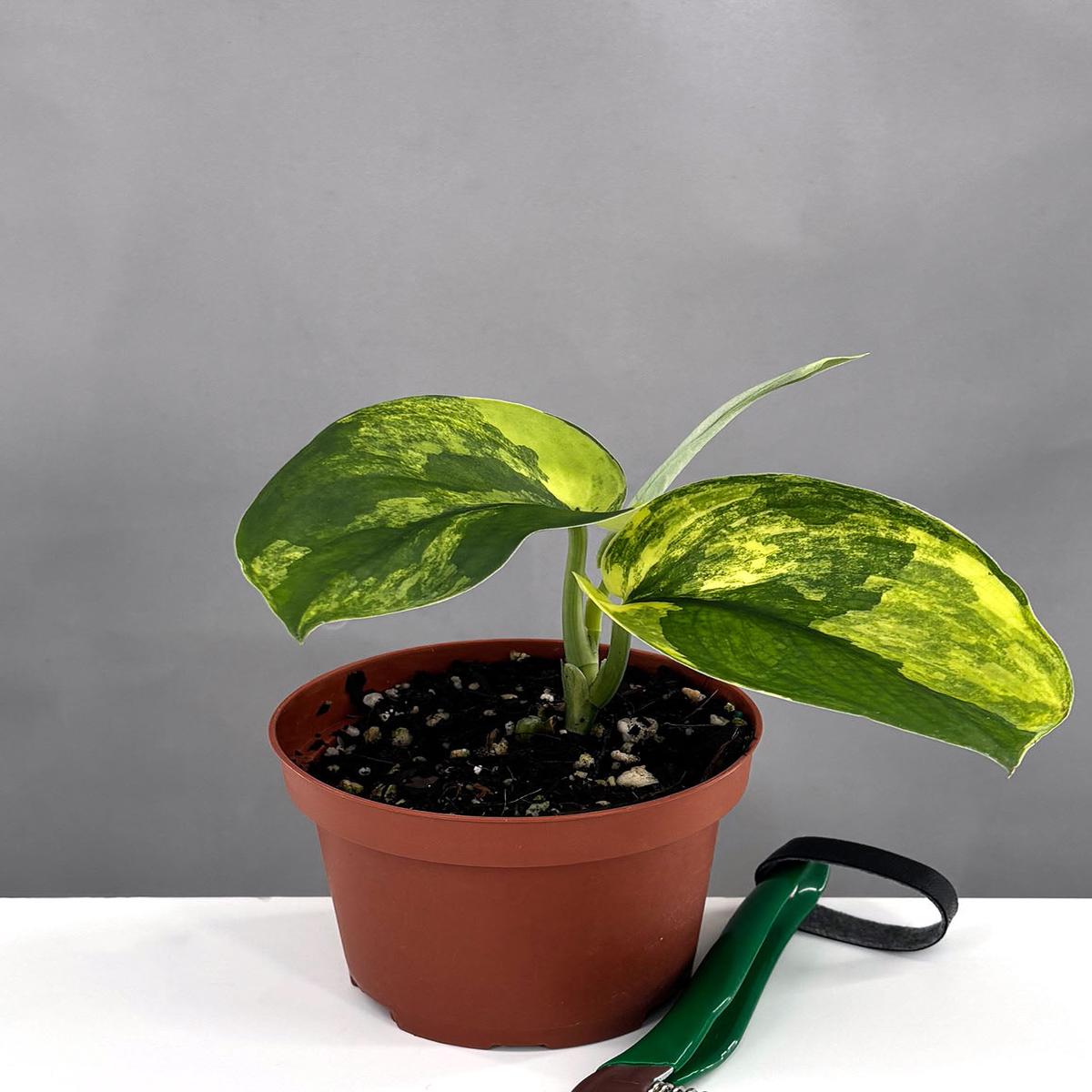 Scindapsus Jade Satin Variegated
