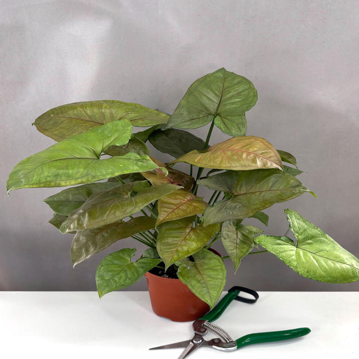 Syngonium Candy Berry