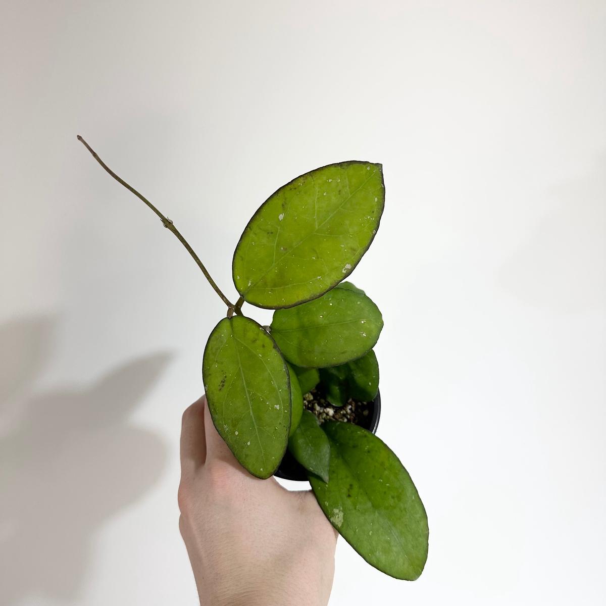 Z-5100 - Hoya 'Priktai