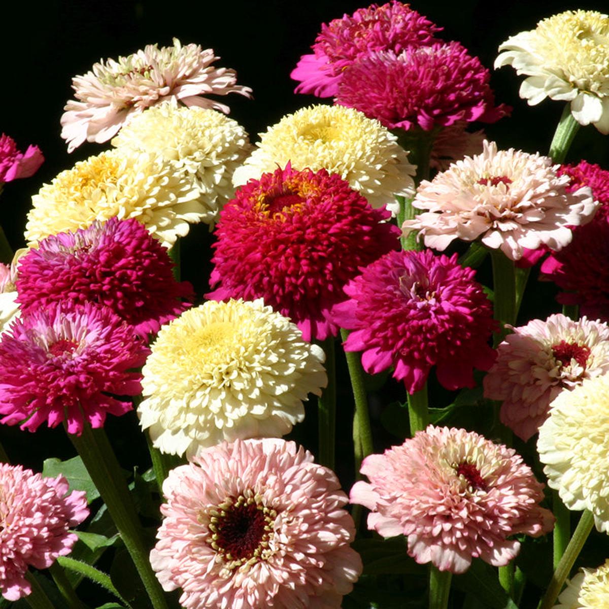 Zinderella Fashion Zinnia Seed Mix