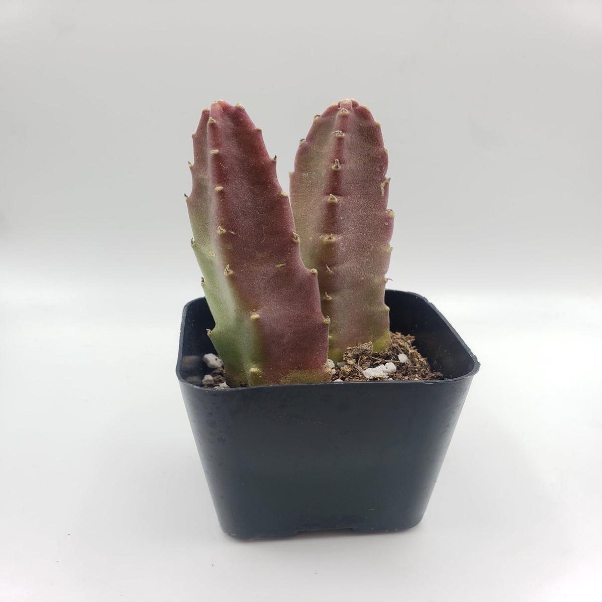 #45 Stapelia rotting corpse flower