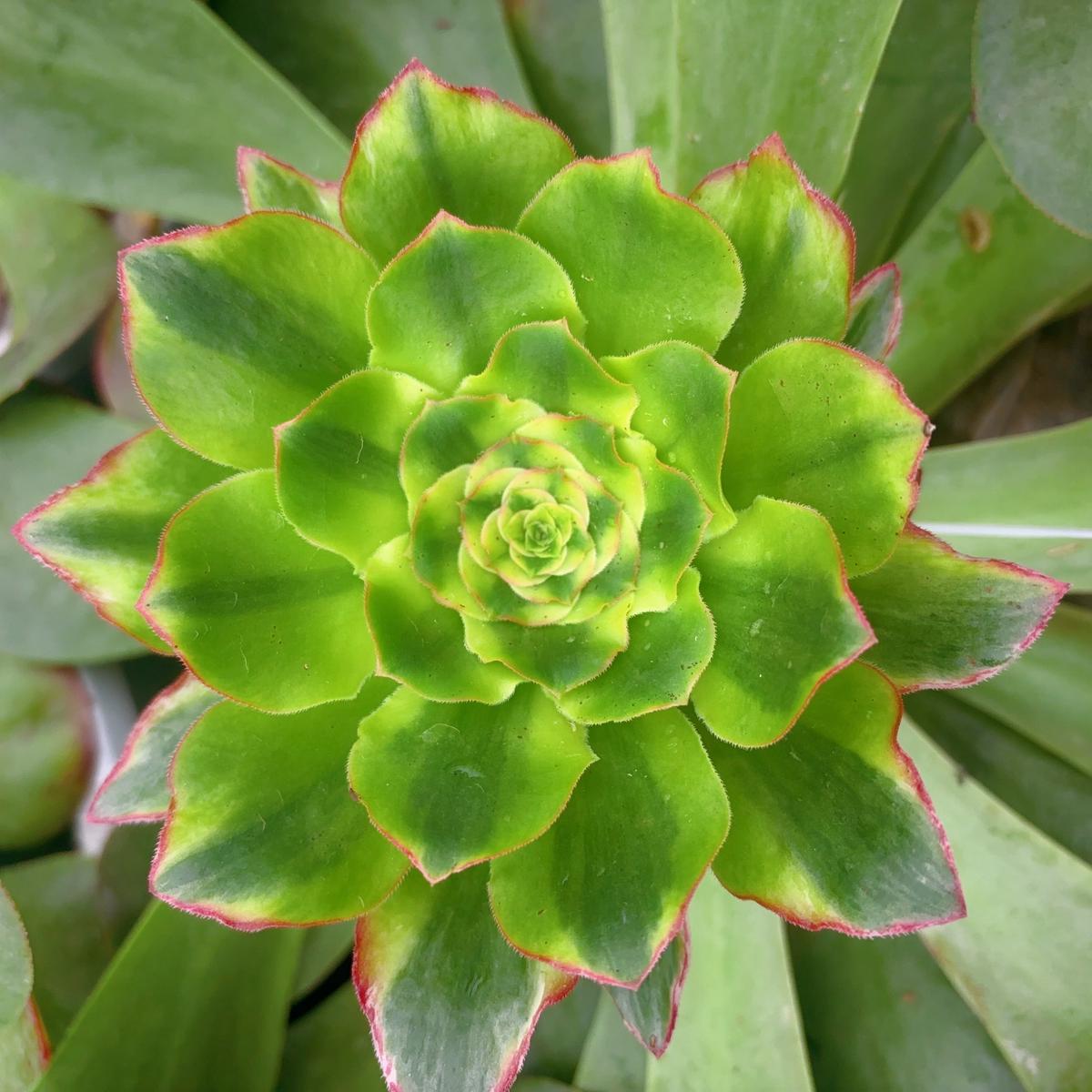 Aeonium Green FieldCutting