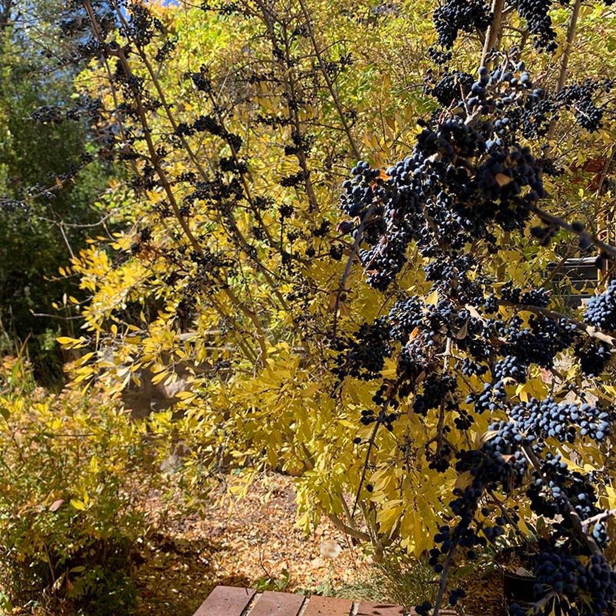 Berry Girl New Mexico Privet