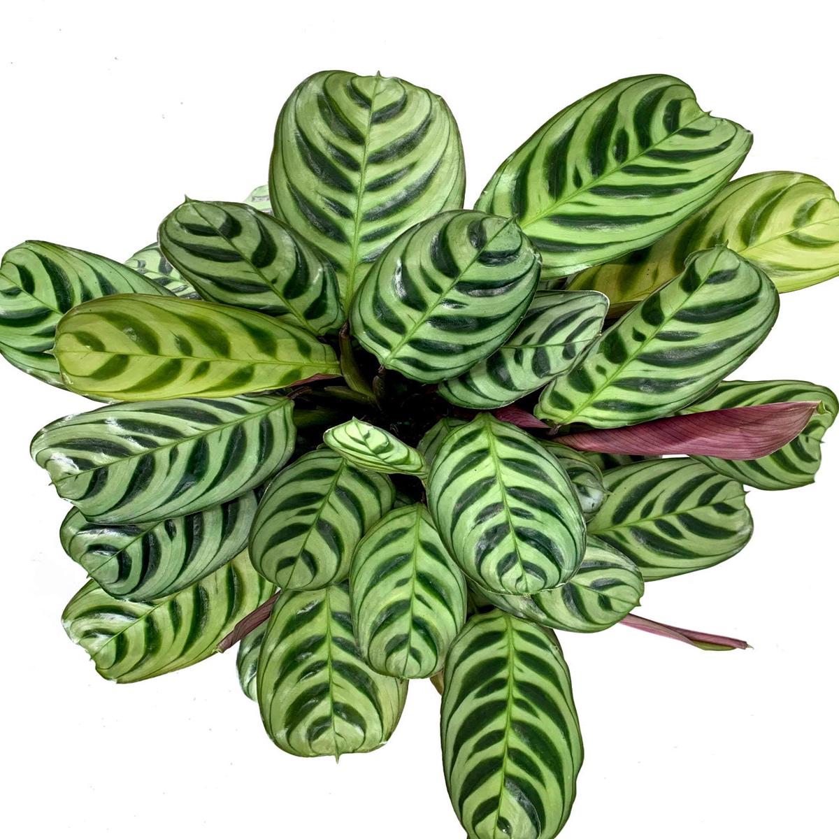 Calathea Burle Marx