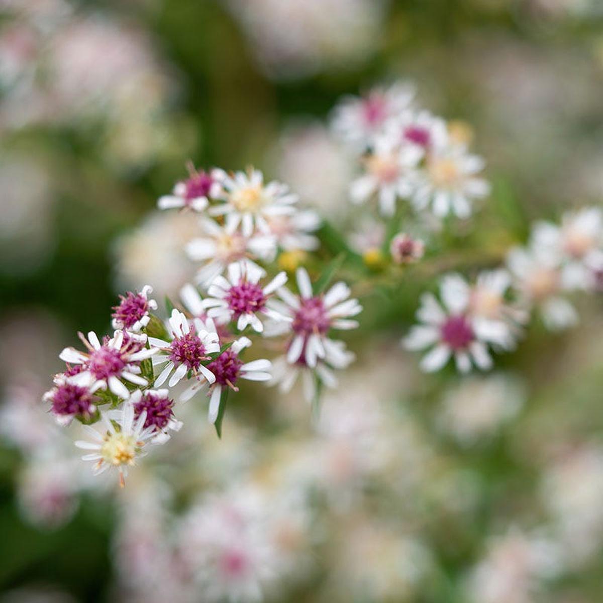 Calico Aster