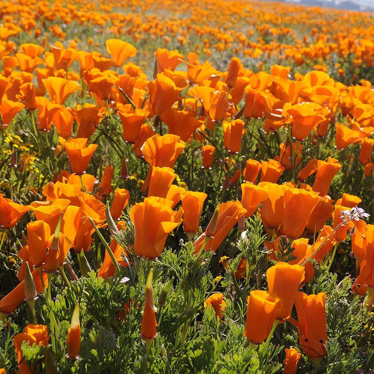 California Poppy Seeds
