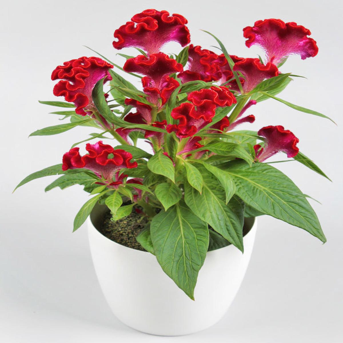 Celosia Twisted Red (Celosia cristata)
