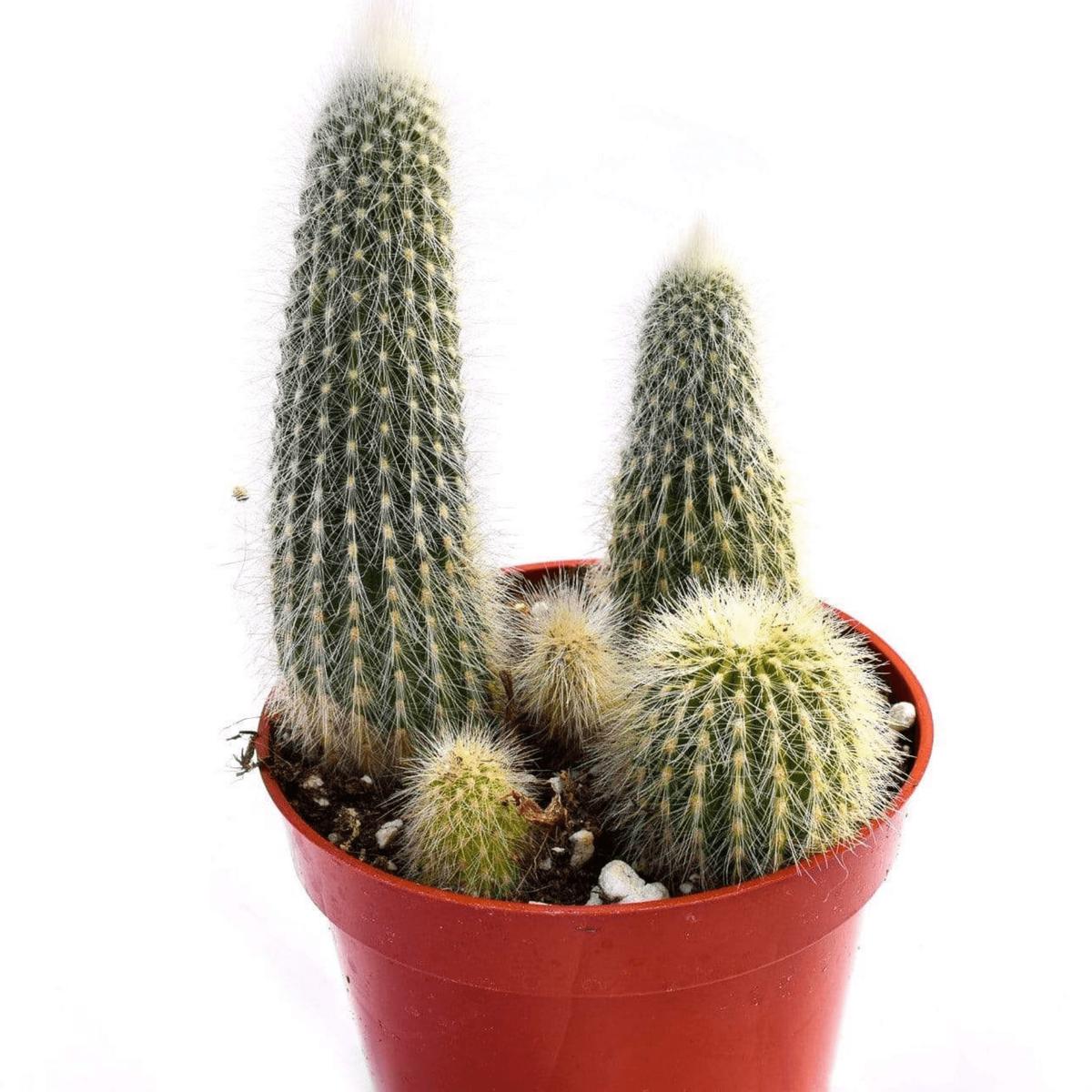 Cleistocactus Strausi