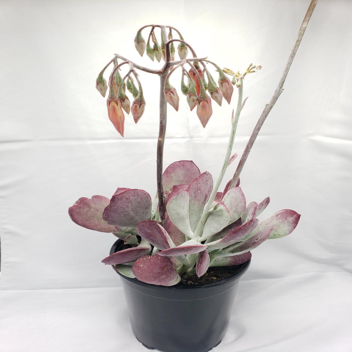 Cotyledon Passion Heart 1 gallon
