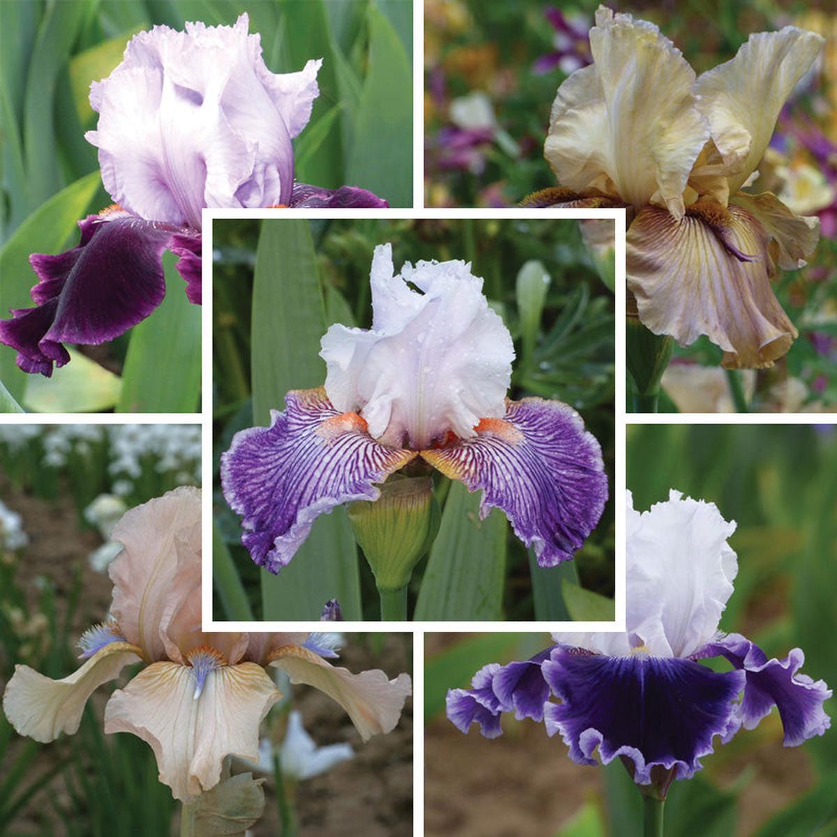 Easy To Grow Bearded Iris Collection